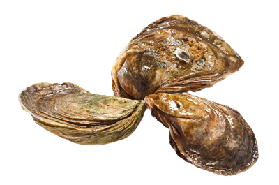 oyster boy premium malpeques